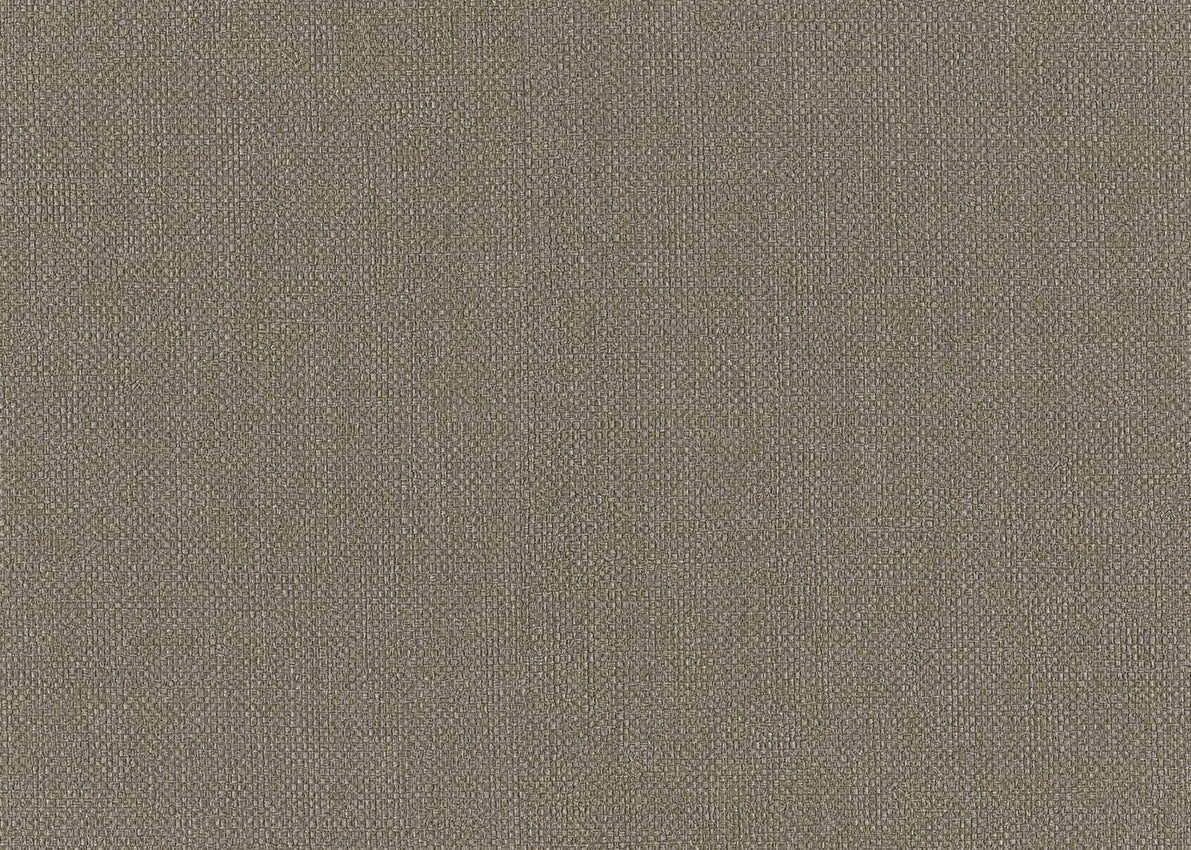 Baobab 6553