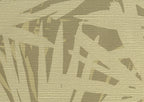 Pandanus 6248