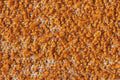 TRESIGALLO 08